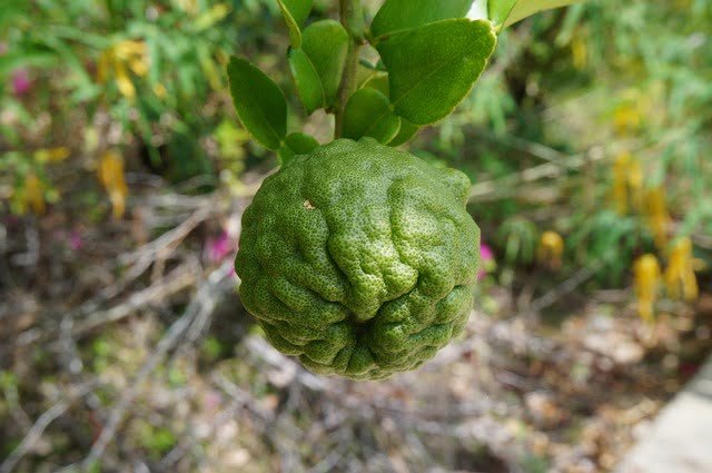Can You Eat Kaffir Lime Leaves