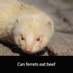 Can ferrets eat beef