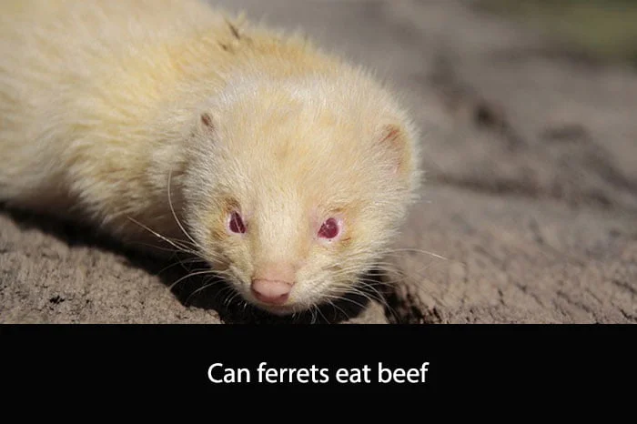Can Ferrets Eat Beef