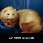 Can ferrets eat carrots