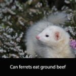 Can ferrets eat ground beef