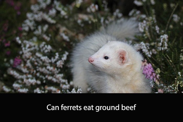 Can Ferrets Eat Ground Beef
