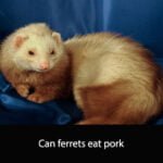 Can ferrets eat pork