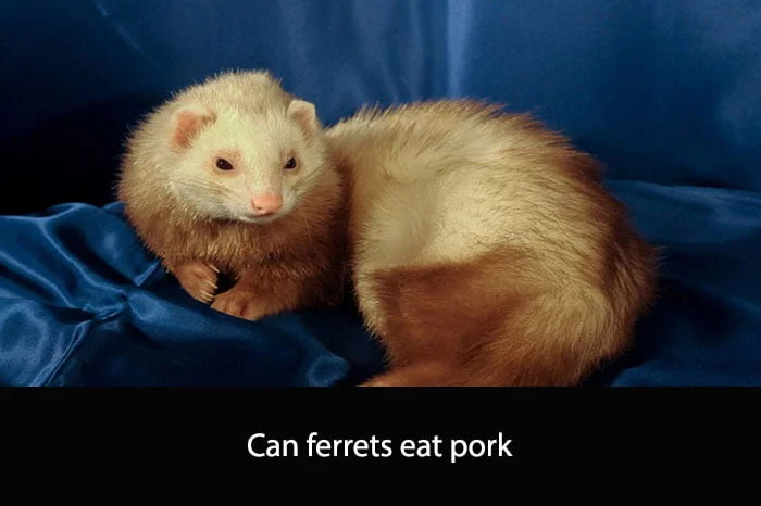 Can Ferrets Eat Pork