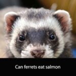 Can ferrets eat salmon