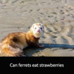 Can ferrets eat strawberries