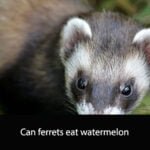 Can ferrets eat watermelon
