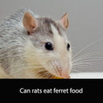 Can rats eat ferret food