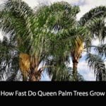 How Fast Do Queen Palm Trees Grow