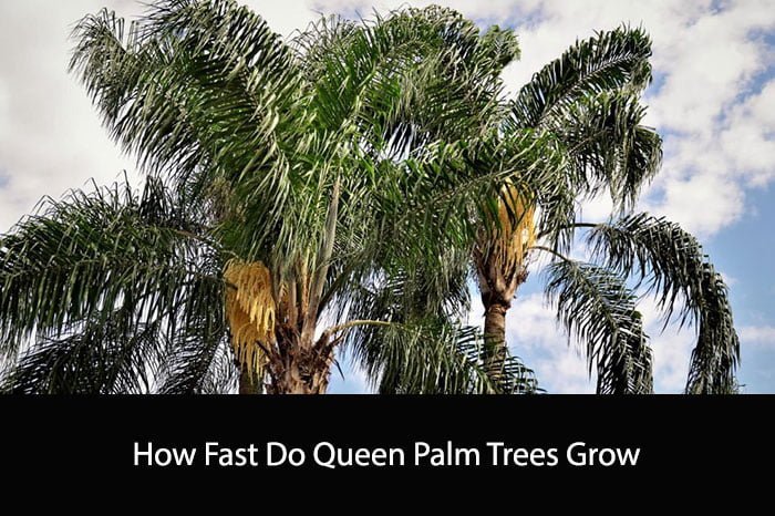 How Fast Do Queen Palm Trees Grow