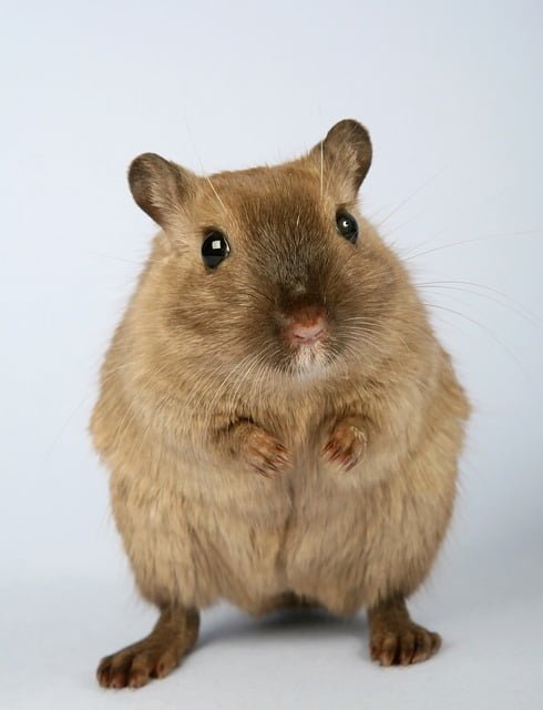 Can Rats Eat Chia Seeds