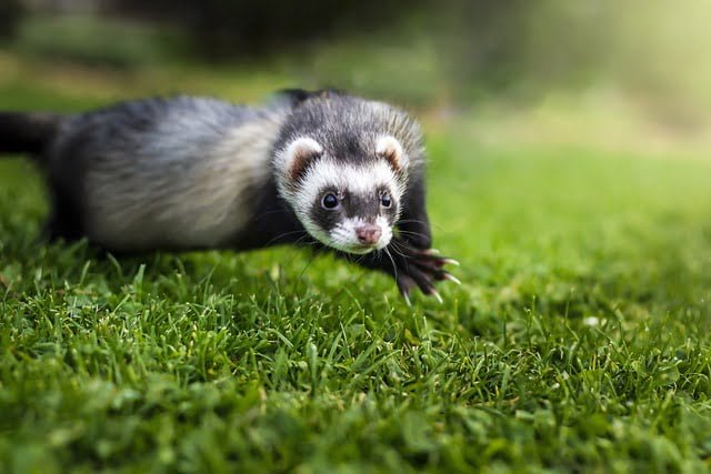 Can ferrets eat carrots