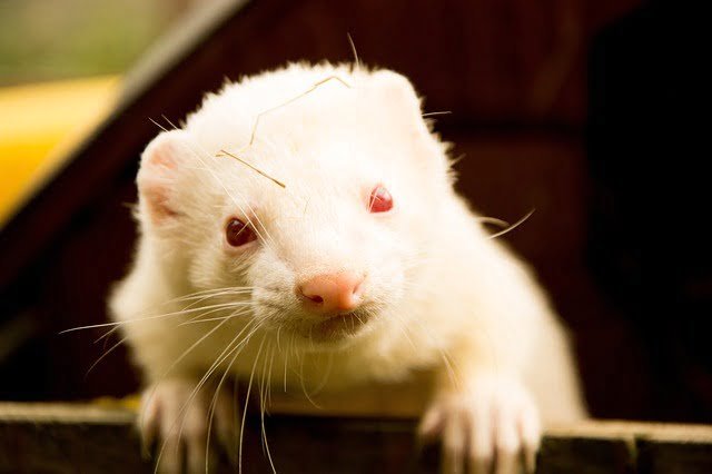 Can Ferrets Eat Lettuce