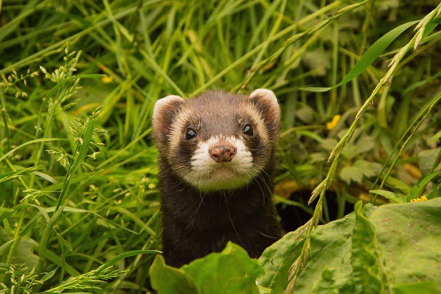 Can ferrets eat pork