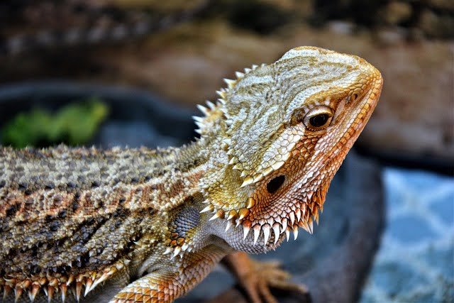 Can Bearded Dragons Eat Aloe Plant