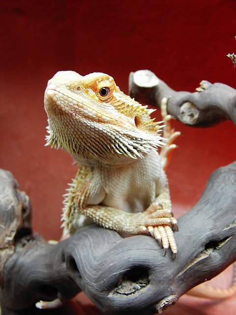 Can Bearded Dragons Eat Swede