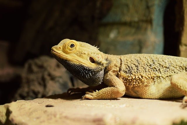 Can Bearded Dragons Eat Scallions