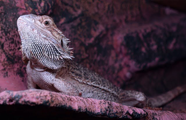 Can Bearded Dragons Eat Giant Islander Roaches