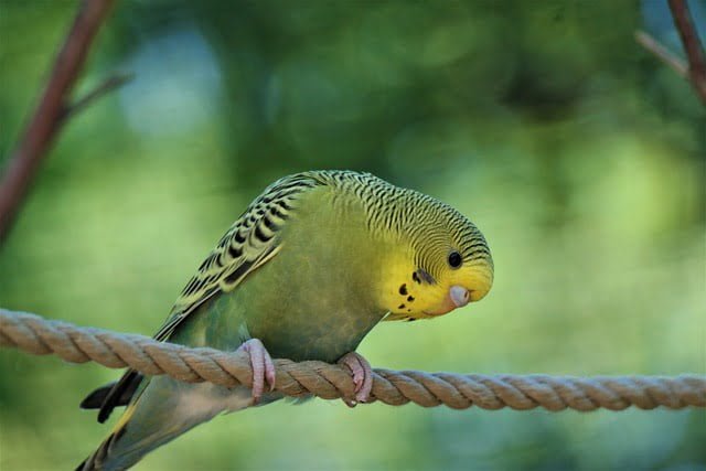 Can Budgies Eat Pomegranate
