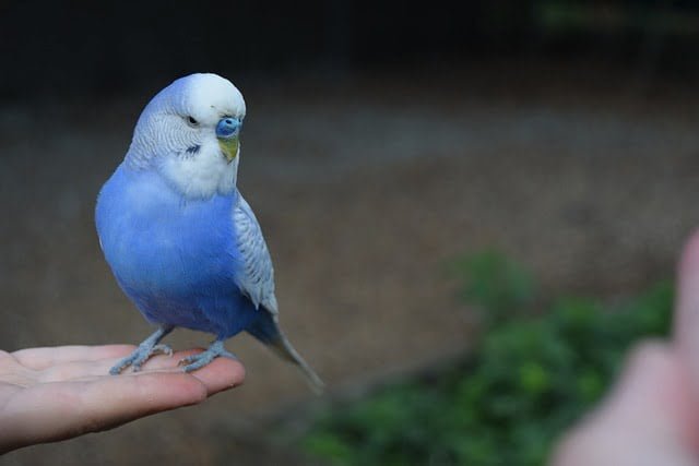 Can Budgies Eat Mint Leaves