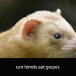 can ferrets eat grapes