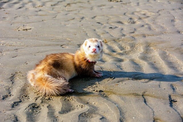 Can ferrets eat strawberries