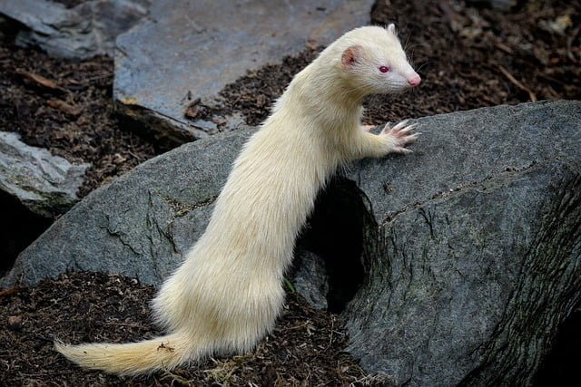 Can Ferrets Eat Apples
