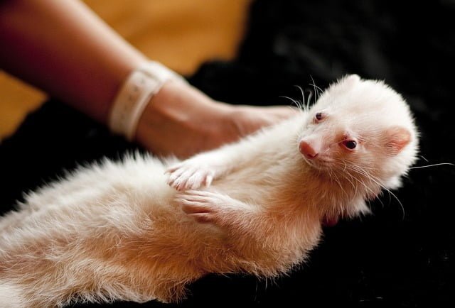 Can ferrets eat watermelon