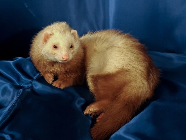 Can ferrets eat pork