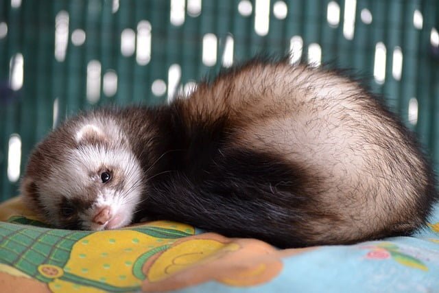 Can Ferrets Eat Lettuce