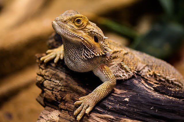 Can Bearded Dragons Eat Mung Bean Sprouts