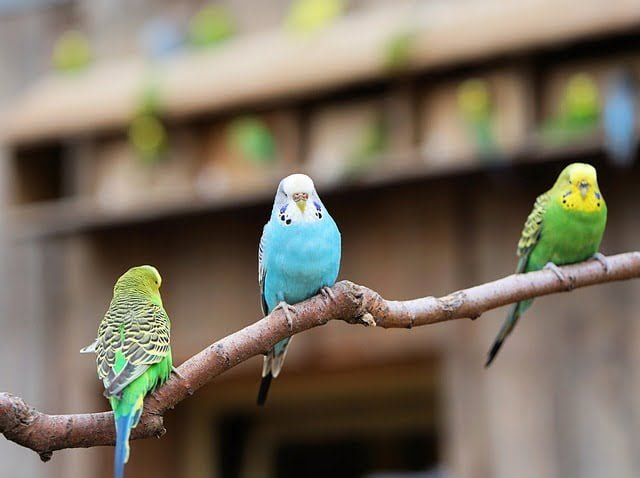 Can Budgies Eat Spinach
