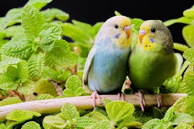 Can Budgies Eat Mint Leaves