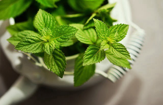 Can Budgies Eat Mint Leaves