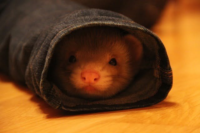 Can Ferrets Eat Blueberries