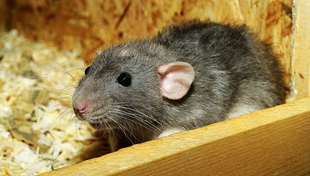Can rats eat ferret food
