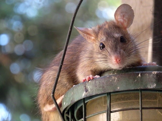 Can Rats Eat Chia Seeds