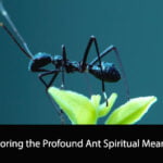 Ant Spiritual Meaning