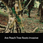 Are Peach Tree Roots Invasive