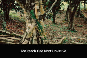 Are Peach Tree Roots Invasive