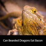 Can Bearded Dragons Eat Bacon