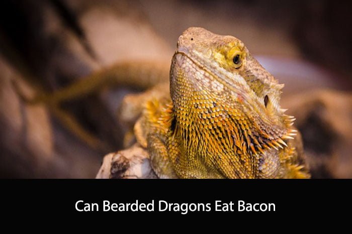 Can Bearded Dragons Eat Bacon