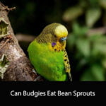 Can Budgies Eat Bean Sprouts