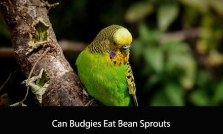 Can Budgies Eat Bean Sprouts