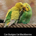 Can Budgies Eat Blackberries