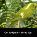 Can Budgies Eat Boiled Eggs
