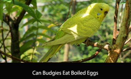 Can Budgies Eat Boiled Eggs