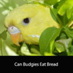 Can Budgies Eat Bread