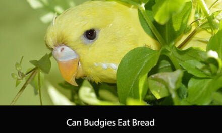 Can Budgies Eat Bread