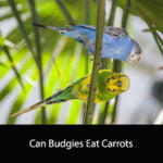 Can Budgies Eat Carrots